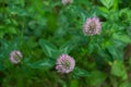 Red clover, or red clover (lat. Trifolium pratÃÂ©nse)