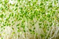 Red clover seedlings, microgreens and fresh sprouts, close up