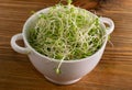 Red Clover Sprouts, Micro Green Healthy Eating Concept Royalty Free Stock Photo