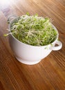 Red Clover Sprouts, Micro Green Healthy Eating Concept Royalty Free Stock Photo