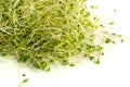 Red Clover Sprouts, Micro Green Healthy Eating Concept