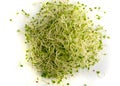 Red Clover Sprouts, Micro Green Healthy Eating Concept