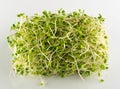 Red Clover Sprouts, Micro Green Healthy Eating Concept