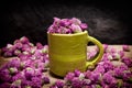 Red clover for tea, Trifolium pratense