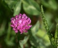 Red clover (trifolium pratense) Royalty Free Stock Photo