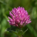 Red clover (trifolium pratense) Royalty Free Stock Photo