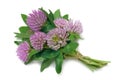 Red Clover (Trifolium pratense)