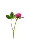 Red clover (Trifolium pratense) Royalty Free Stock Photo