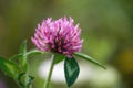 Red Clover. Trifolium Pratense Closeup. Royalty Free Stock Photo