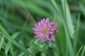 Red Clover Trifolium pratense, common herbal medicine used in tea Royalty Free Stock Photo