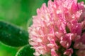 Red clover Trifolium pratense flower isolated on green background. Macro view Royalty Free Stock Photo