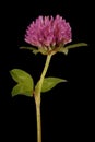 Red Clover (Trifolium pratense). Flowering Capitulum Closeup