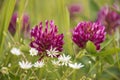 Red Clover or Trifolium Pratense