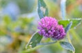 Red Clover - Trifolium Pratense Royalty Free Stock Photo