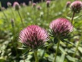 Red Clover (Trifolium pratense) in the garden