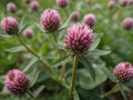 Red Clover (Trifolium pratense) in the garden