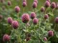 Red Clover (Trifolium pratense) in the garden