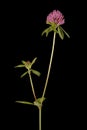 Red Clover (Trifolium pratense). Habit