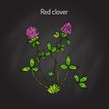 Red Clover or Trifolium pratense