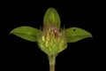 Red Clover (Trifolium pratense). Immature Capitulum Closeup