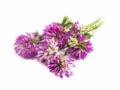 Red clover.Trifolium pratense isolated Royalty Free Stock Photo