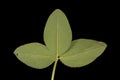 Red Clover (Trifolium pratense). Leaf Closeup