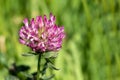 Red clover Trifolium pratense Royalty Free Stock Photo