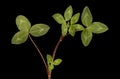 Red Clover (Trifolium pratense). Vegetative Shoot Closeup