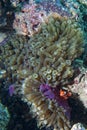 Red Clown fish in anemone Raja Ampat Papua Royalty Free Stock Photo