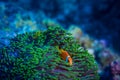 Red anemone Fish underwater in blue water