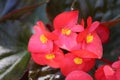 Red Clubed begonia flowers Royalty Free Stock Photo