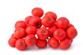 Red cluster of rowan berries isolated close up