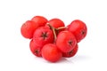 Red cluster of rowan berries isolated