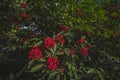 red cluster of rowan berries with leaves