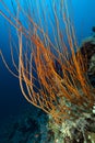 Red cluster whip and tropical reef in the Red Sea. Royalty Free Stock Photo