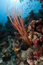 Red cluster whip and tropical reef in the Red Sea. Royalty Free Stock Photo