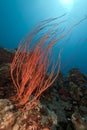 Red cluster whip and tropical reef in the Red Sea. Royalty Free Stock Photo