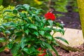 Red clustered flowers on a pentas plant, popular tropical plant from Africa, ornamental flowering garden plants