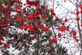 Red clusters of mountain ash on a branch in winter, red bunches of mountain ash on branches sky background, bunch of ripe Mountain