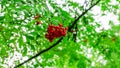 Red clusters of mountain ash rowanberry on a branch in summer, red bunches of mountain ash on green branches , bunch of ripe Royalty Free Stock Photo