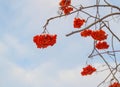 Red clusters of winter frozen mountain ash on blue sky background, winter Christmas background, copy space Royalty Free Stock Photo