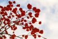 Red clusters of winter frozen mountain ash on blue sky background, winter Christmas background, copy space Royalty Free Stock Photo