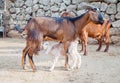 Red-coat goat feeding