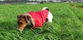 A red coat in green grass