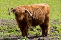 Red coated Highland cattle in Sawbridgeworth