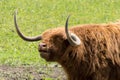 Red coated Highland cattle in Sawbridgeworth