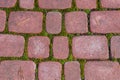 Red cobblestones overgrown with green moss. The paving stone is located in the park Royalty Free Stock Photo