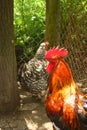 Red cock, naturaly grown in a bio farm.