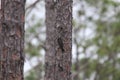 Red-cockaded Woodpecker Dryobates borealis 1