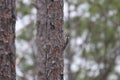 Red-cockaded Woodpecker Dryobates borealis 5